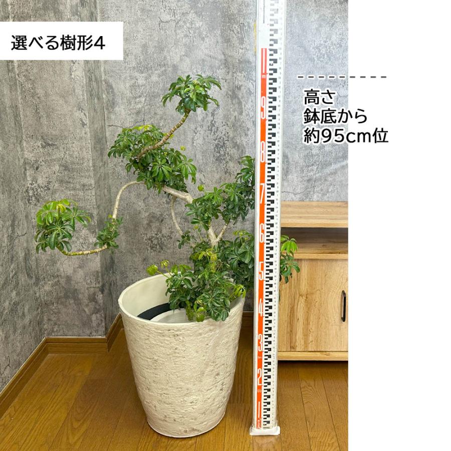 観葉植物 お中元 おしゃれ 大型 本物 シェフレラ ホンコンカポック