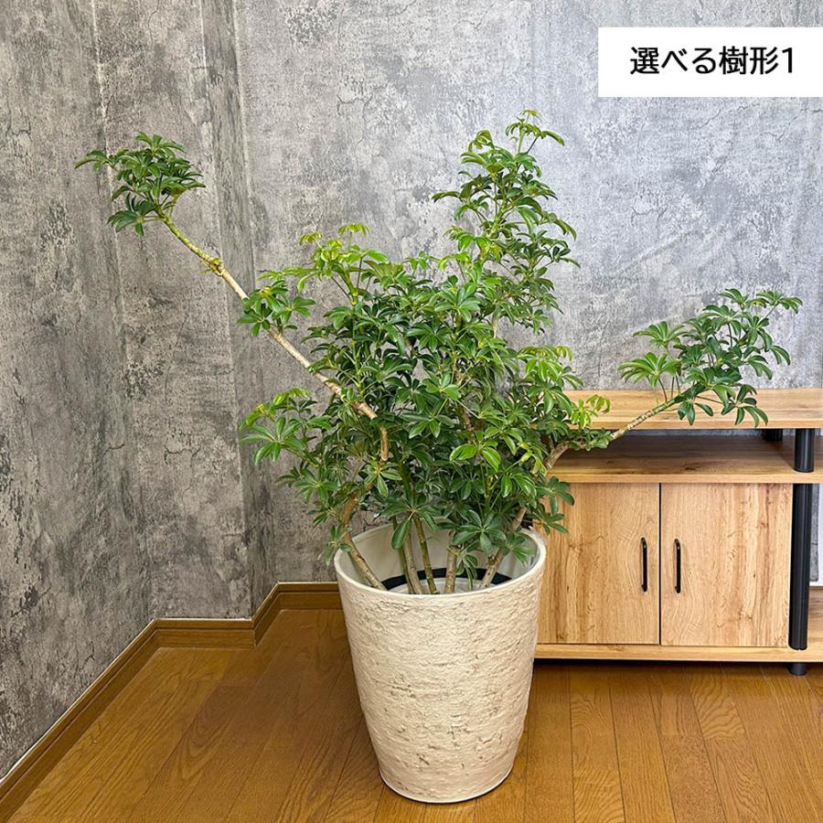 観葉植物 お中元 おしゃれ 大型 本物 シェフレラ ホンコンカポック