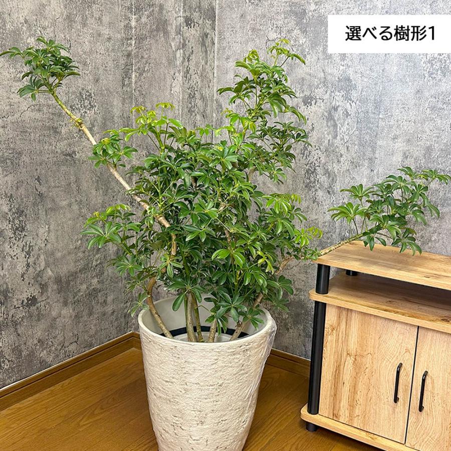 お値引き！シェフレラ大型 観葉植物 ファイバークレイ鉢つき