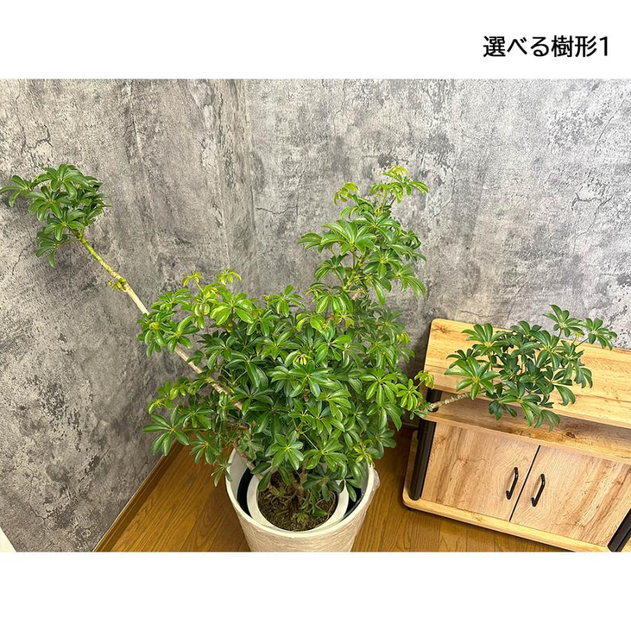 観葉植物 お中元 おしゃれ 大型 本物 シェフレラ ホンコンカポック