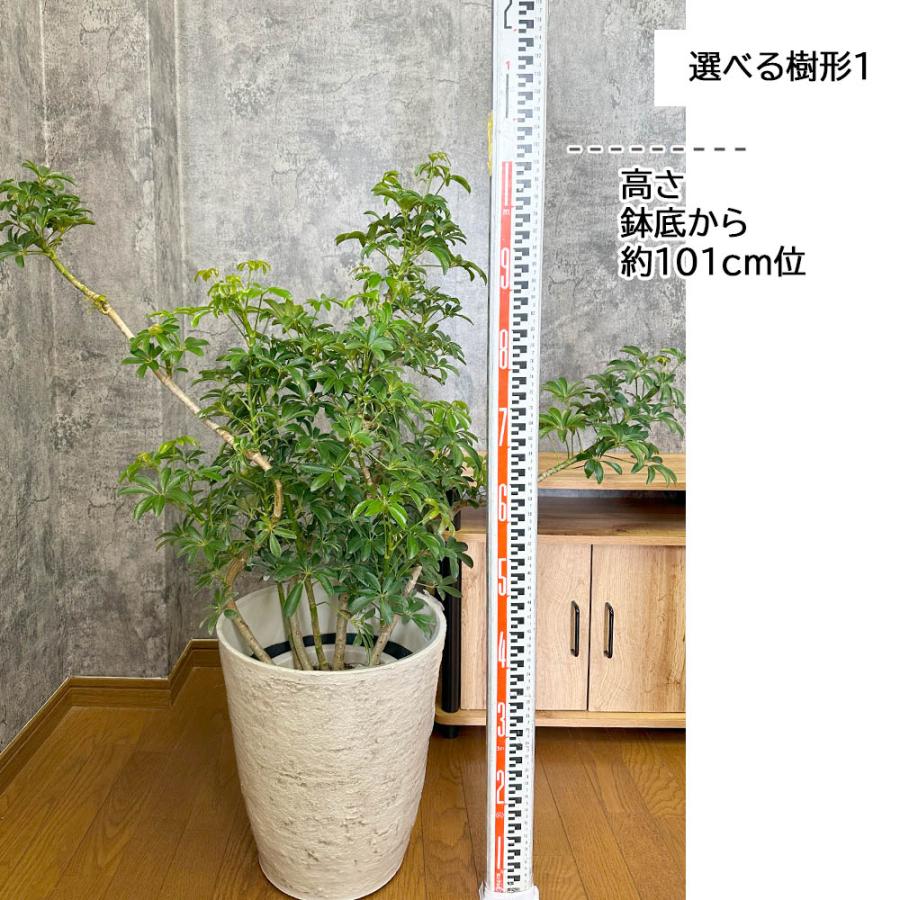観葉植物 お中元 おしゃれ 大型 本物 シェフレラ ホンコンカポック