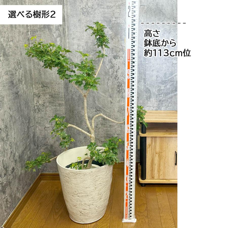 観葉植物 お中元 おしゃれ 大型 本物 シェフレラ ホンコンカポック