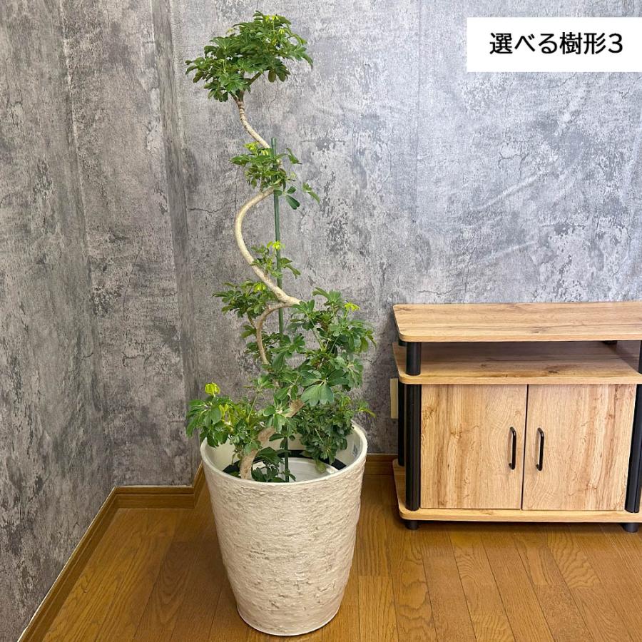 観葉植物 おしゃれ 大型 本物 シェフレラ ホンコンカポック グリーン