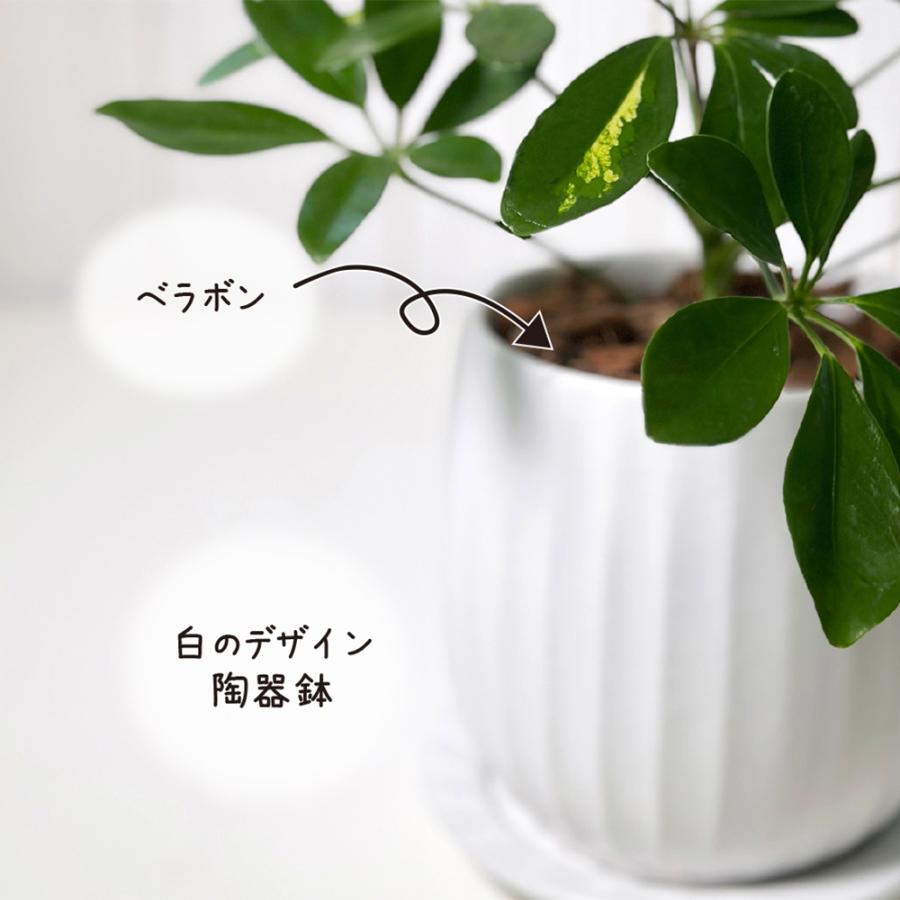 観葉植物 おしゃれ シェフレラ ホンコンカポック 斑入り 4号 白 観葉植物 おしゃれ シェフレラ ホンコンカポック 斑入り 4号 白