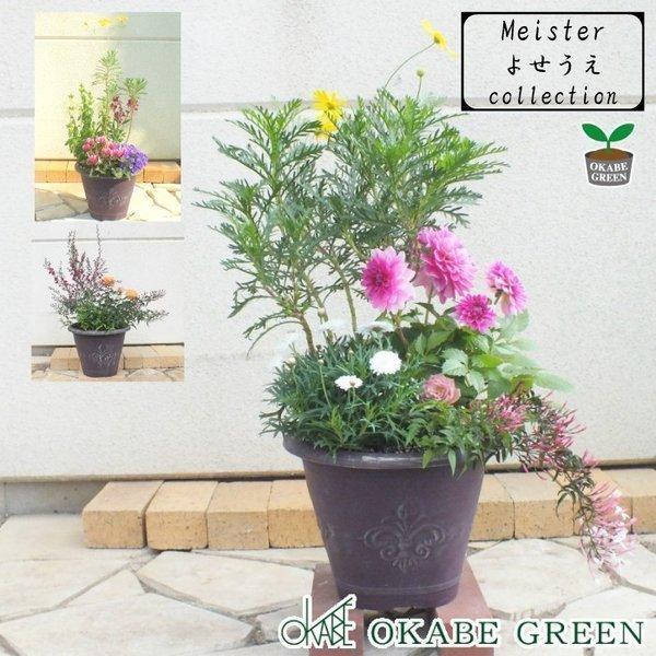 母の日 鉢花 バラ 花の寄せ植え 当社マイスター監修 茶色のプラスチック鉢 観葉植物 おしゃれ 敬老の日 プレゼント ギフト風水 種類一覧 Hn 253 1 Okabe Green 通販 Yahoo ショッピング
