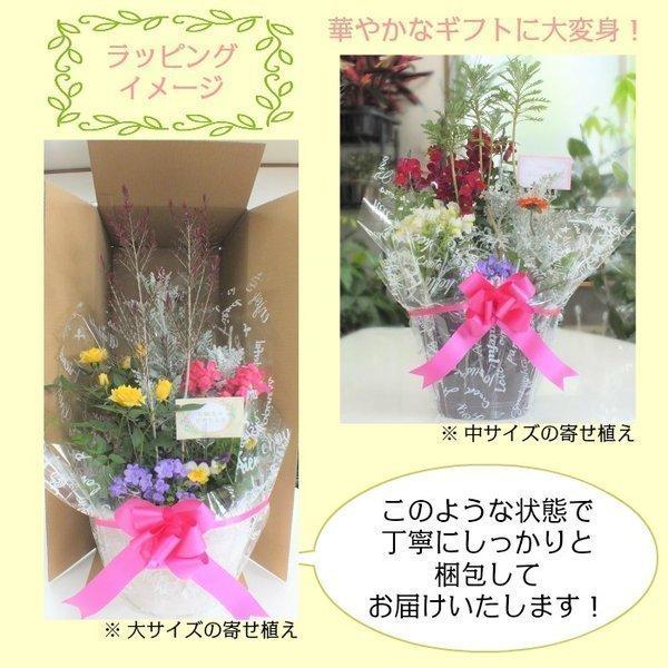 プレゼント 花 飾り 寄せ植え 玄関 10号 玄関花 セラアート 鉢 花の寄せ植え 贈り物 ギフト カーネーション バラ 誕生日プレゼント 送料無料 敬老の日 Hn 253 3o Okabe Green Jewery Plant 通販 Yahoo ショッピング