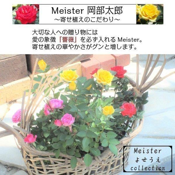 母の日 鉢花 バラ 花の寄せ植え 当社マイスター監修 白のプラスチック鉢 季節のお花の寄せ植え お任せ 鉢植え 観葉植物 おしゃれ 風水 種類一覧 Hn 253 Okabe Green 通販 Yahoo ショッピング