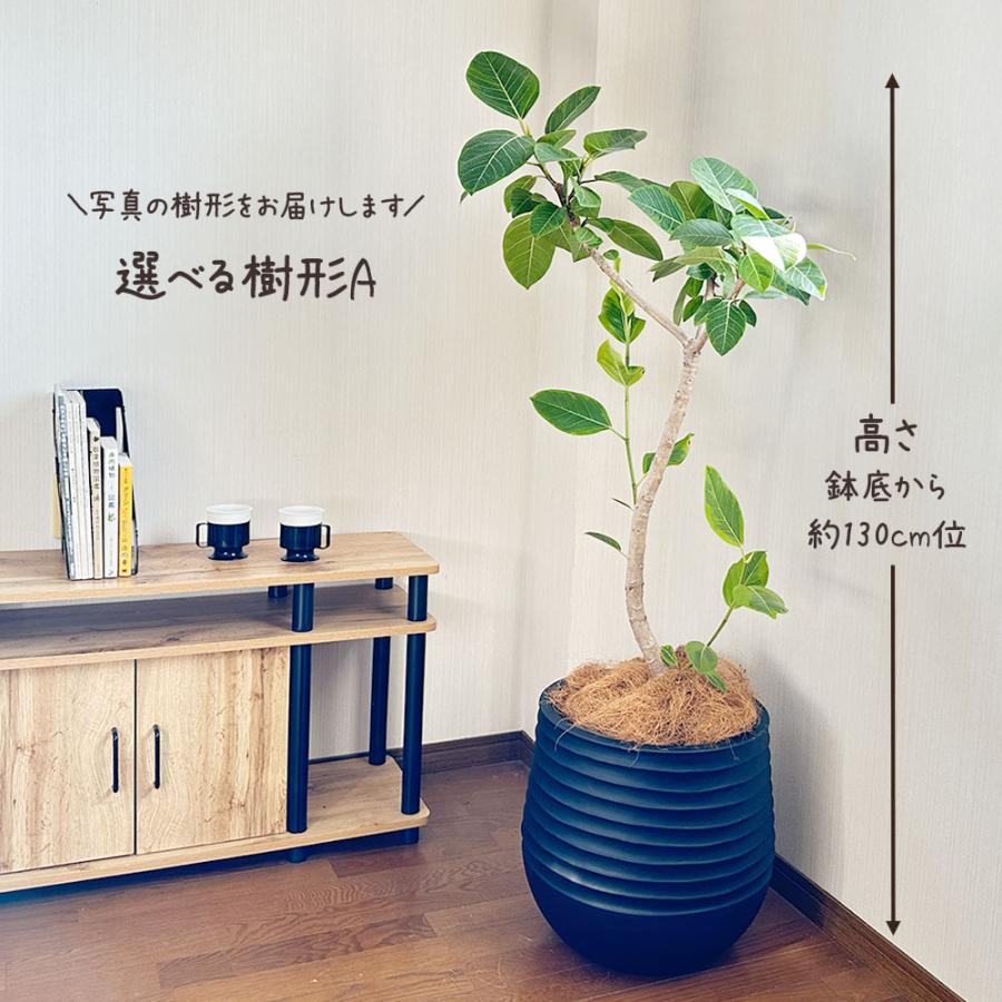 観葉植物 おしゃれ 大型 ゴムの木 フィカス アルテシマ 幹曲がり