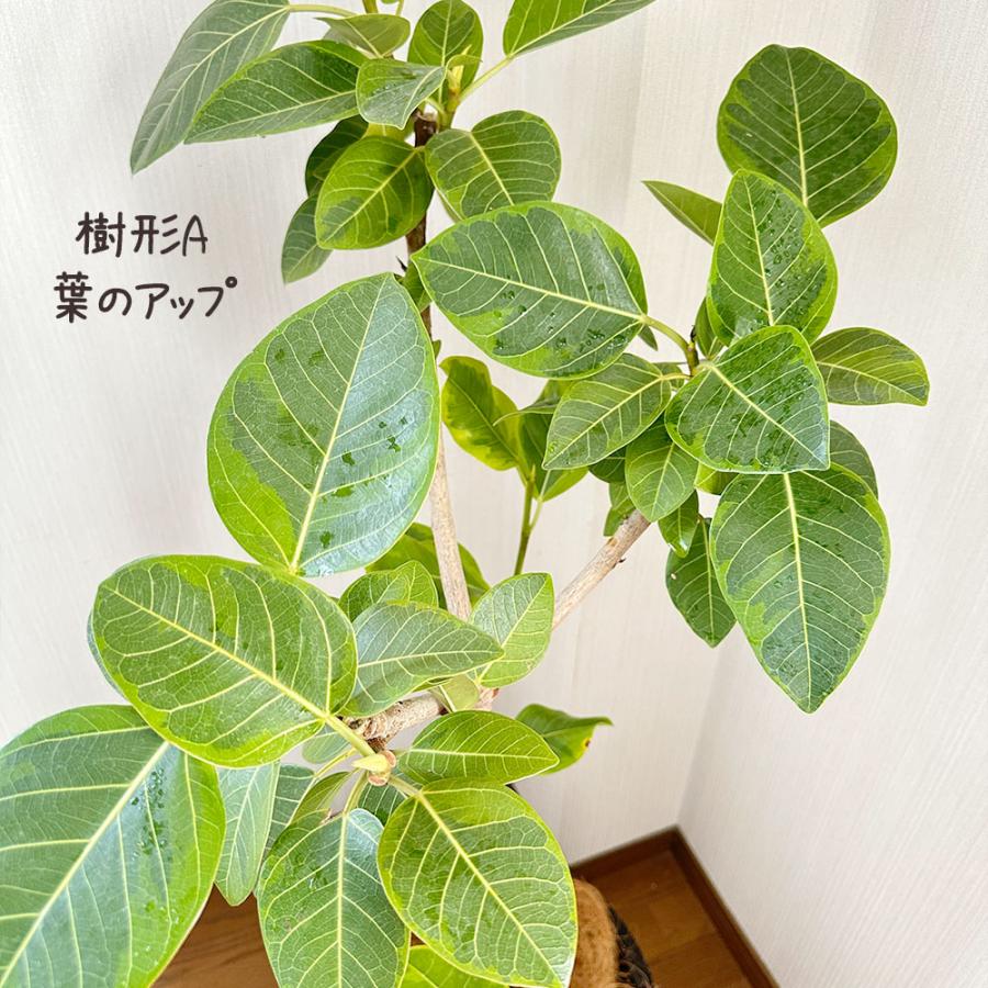 観葉植物 おしゃれ 大型 ゴムの木 フィカス アルテシマ 幹曲がり