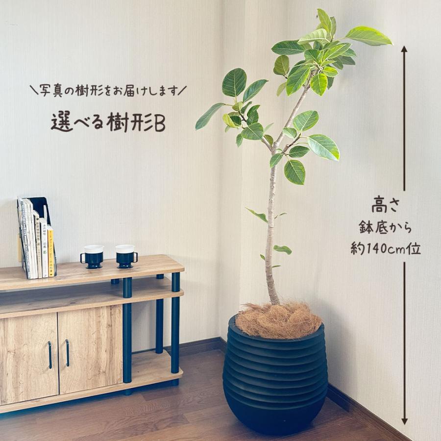 観葉植物 おしゃれ 大型 ゴムの木 フィカス アルテシマ 幹曲がり