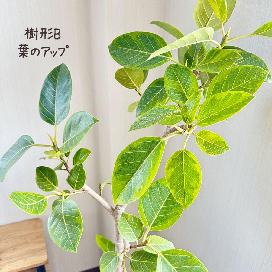 母の日 ギフト プレゼント 観葉植物 おしゃれ 大型 ゴムの木 フィカス