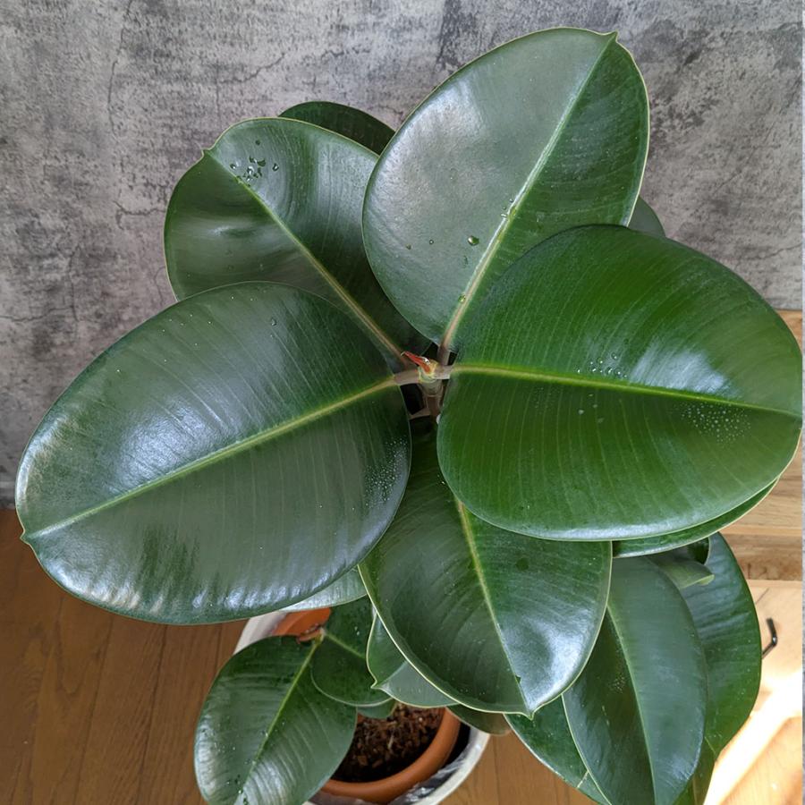 観葉植物 お中元 大型 ゴムの木 フィカス ソフィア 幹曲がり 8号 現品