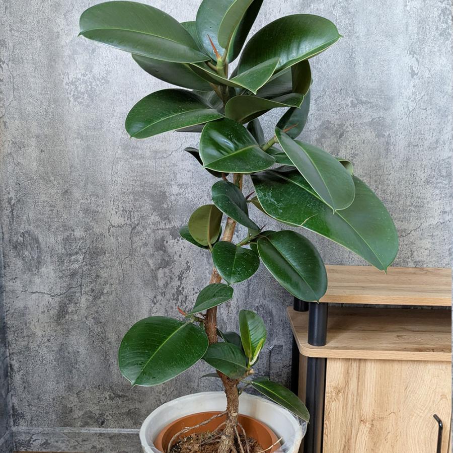 曲がりが美しいフィカス・バンビーノ(鉢カバー付き)