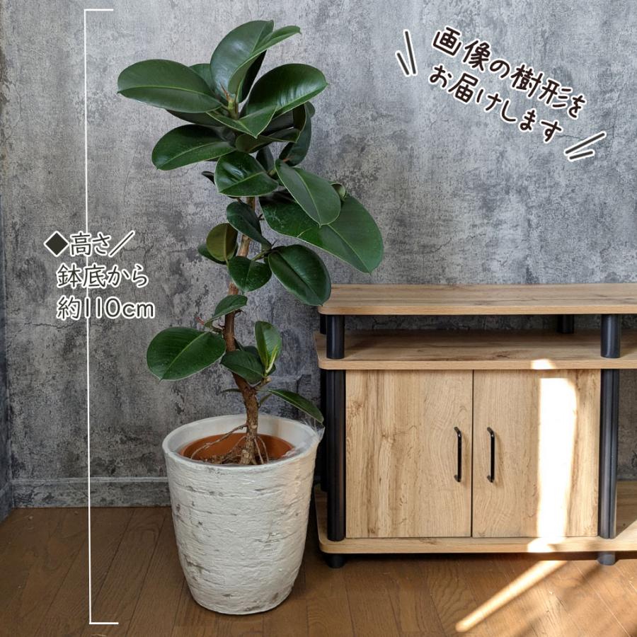 観葉植物 大型 ゴムの木 フィカス ソフィア 幹曲がり 8号 現品