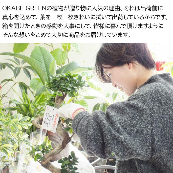 観葉植物 お中元 大型 ゴムの木 フィカス ソフィア 幹曲がり 8号 現品