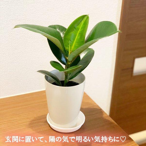 ゴムの木 インドゴム 4号 選べる種類 木チップ 白プラスチック鉢 観葉植物 おしゃれ お祝い プレゼント ギフト風水 種類一覧 Ig 153 Okabe Green 通販 Yahoo ショッピング