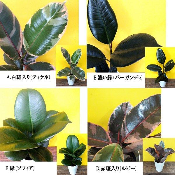 ゴムの木 インドゴム 4号 選べる種類 木チップ 白プラスチック鉢 観葉植物 おしゃれ お祝い プレゼント ギフト風水 種類一覧 Ig 153 Okabe Green 通販 Yahoo ショッピング