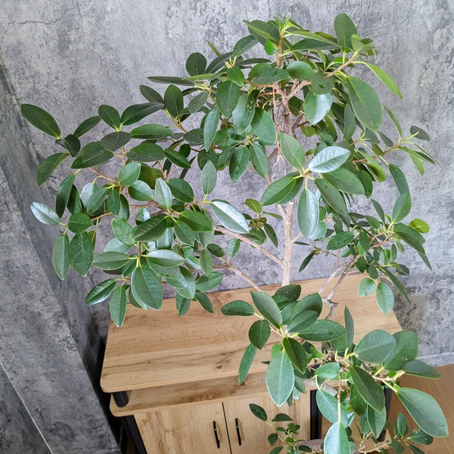 観葉植物 おしゃれ 大型 本物 ゴムの木 フランスゴム フィカス 幹曲り