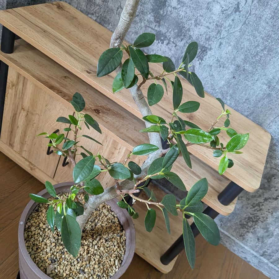 3/18まで 観葉植物 フィカスバーガンディ ゴムの木 120cm 8号 FlowerKitchen 観葉植物 フィカス バーガンディ 8号鉢 ゴムの木 FKTK