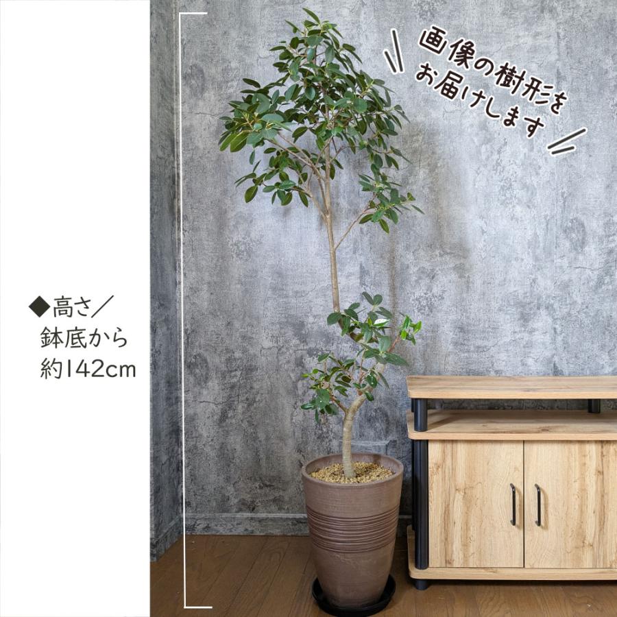 観葉植物　大きめ ゴムの木 花咲ます g162005]【高さ95cm】Nature 光触媒人工観葉植物 ゴムの木 観葉植物