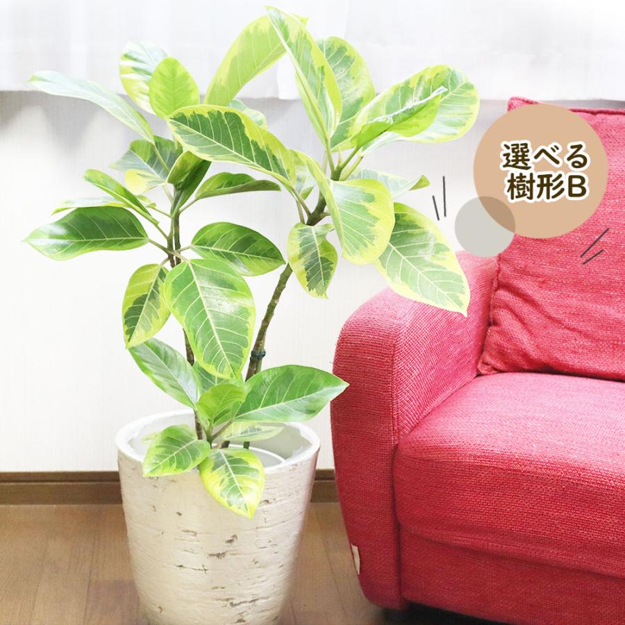 観葉植物 種類 ゴムの木 フィカス アルテシマ 7号 選べる樹形 【現品】 重厚感のあるアンティーク調の白鉢カバー 大型 お祝い 開店祝い 送料無料｜okabegreen｜03