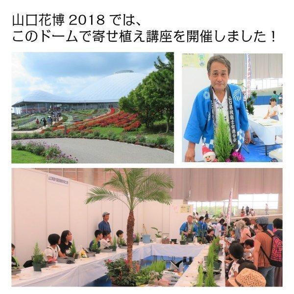 父の日 ギフト プレゼント 花 飾り 寄せ植え 玄関 8号 玄関花 セラアート鉢 鉢の色が選べる カーネーション バラ 入り 花の寄せ植え 贈り物 ギフト送料無料 Kc 160o Okabe Green Jewery Plant 通販 Yahoo ショッピング