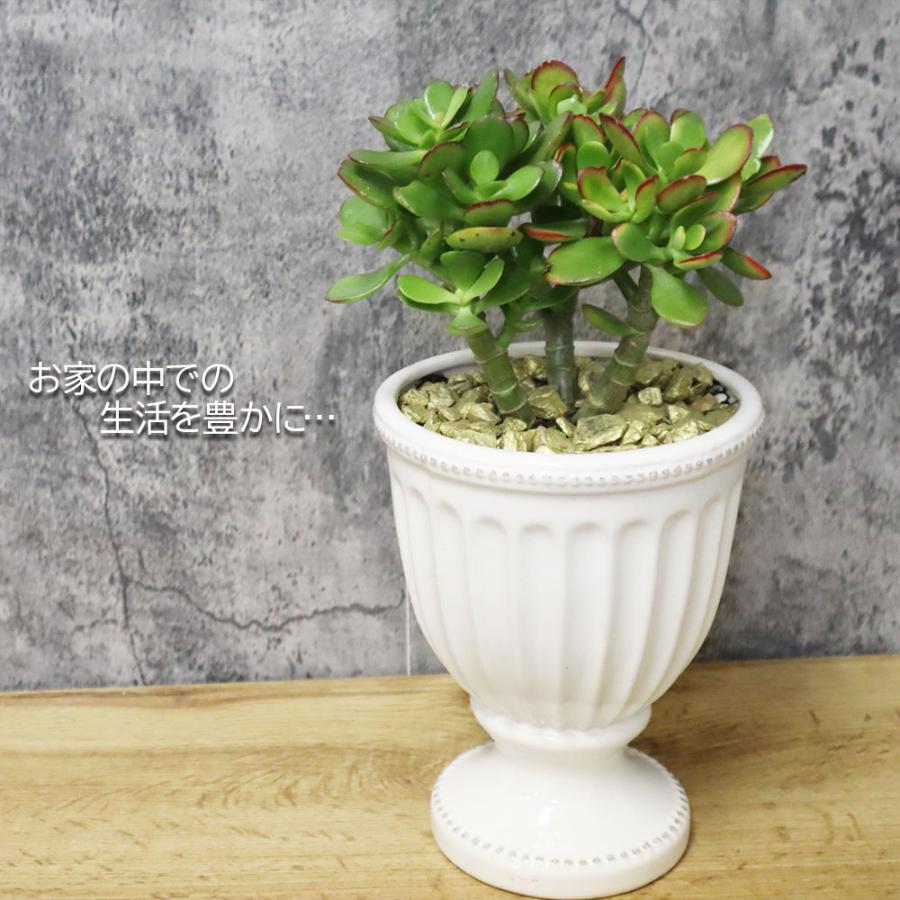 観葉植物 種類 金のなる木 4号 白トロフィー陶器 金デコジャリ大付 鉢