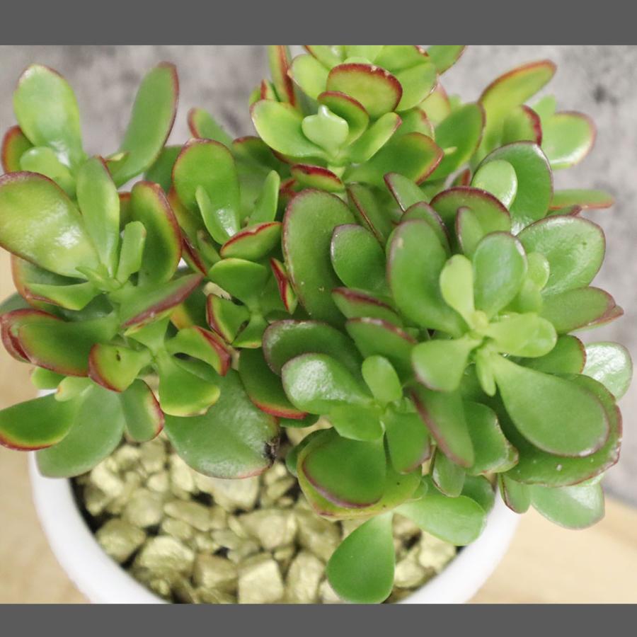 観葉植物 種類 金のなる木 4号 白トロフィー陶器 金デコジャリ大付 鉢