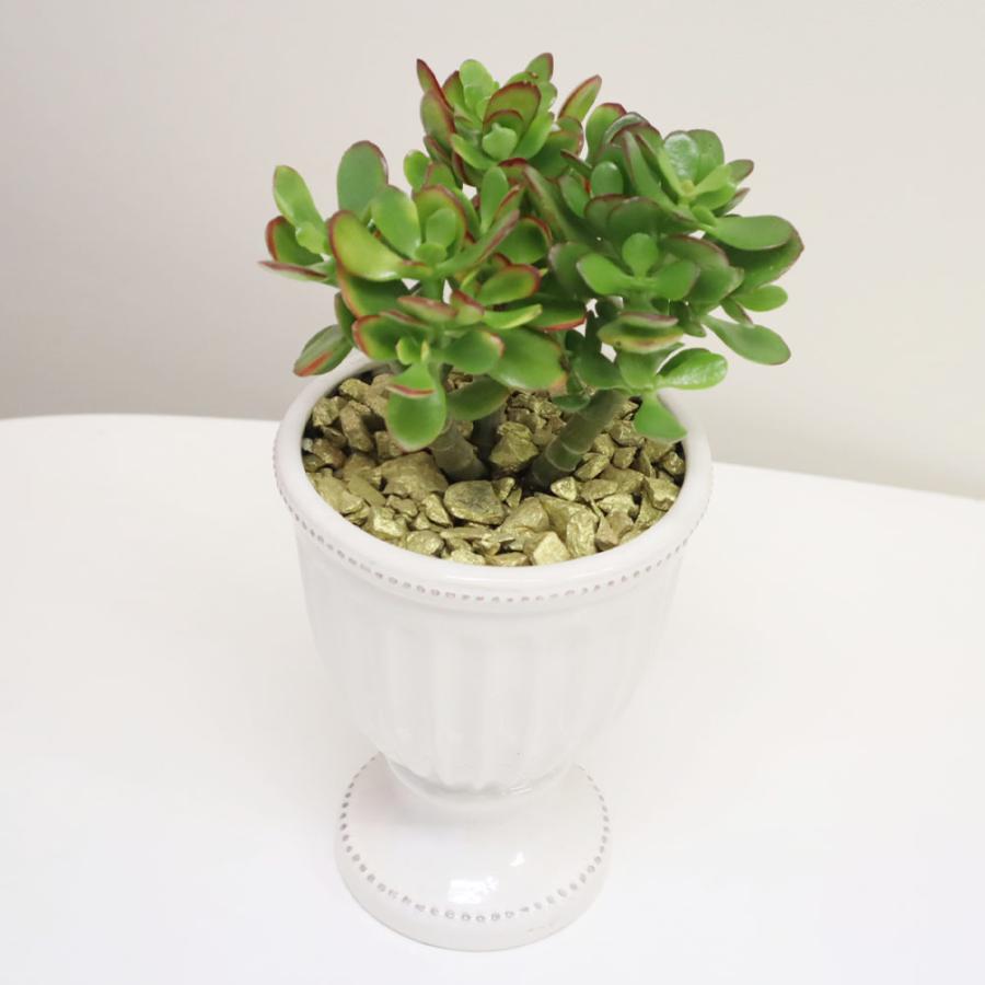 観葉植物 種類 金のなる木 4号 白トロフィー陶器 金デコジャリ大付 鉢