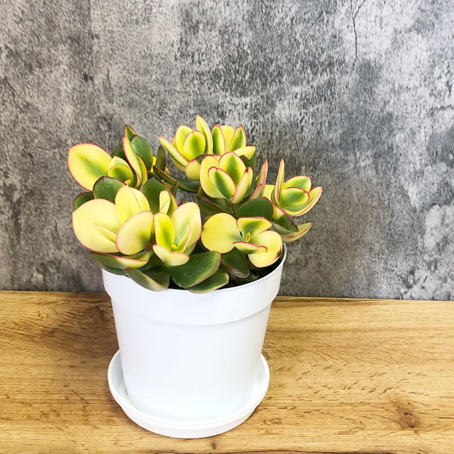 観葉植物 金のなる木 斑入り 大判 5号 白プラスチック鉢 黄金花