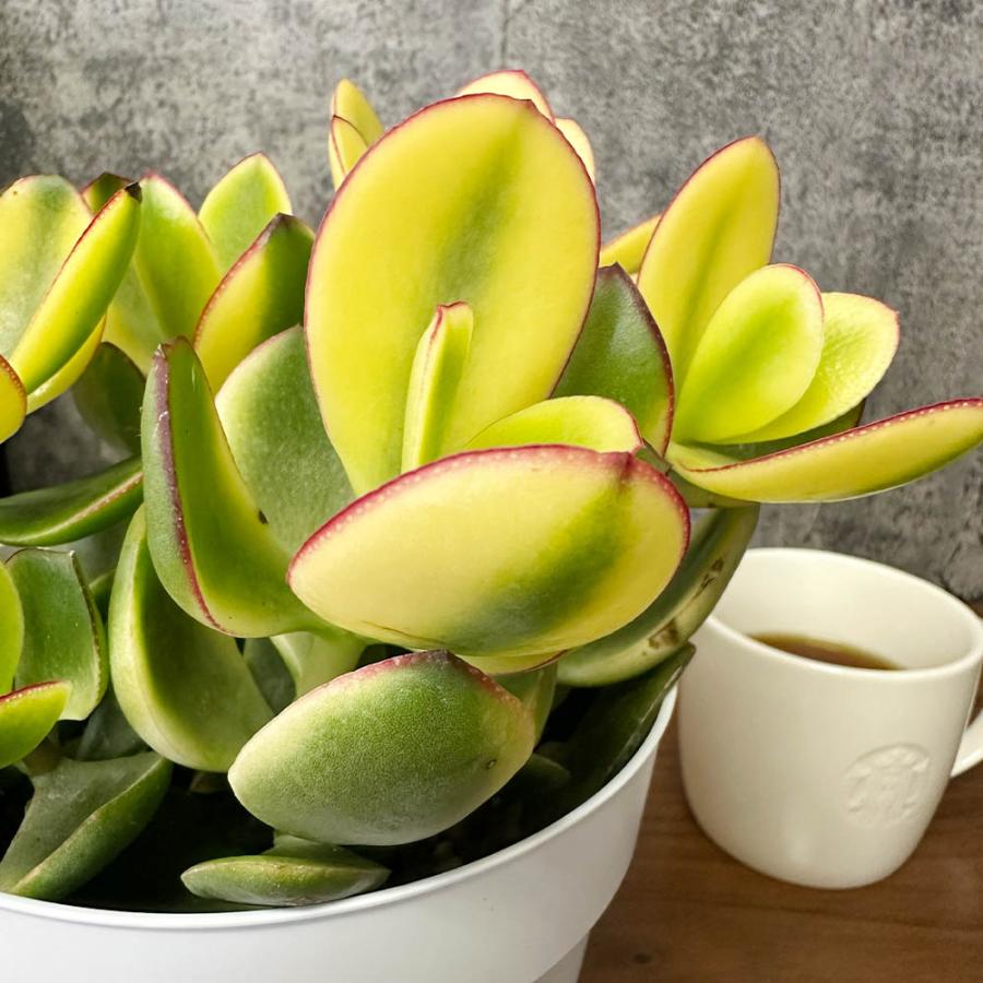 観葉植物 金のなる木 斑入り 大判 5号 白プラスチック鉢 黄金花月 成金 