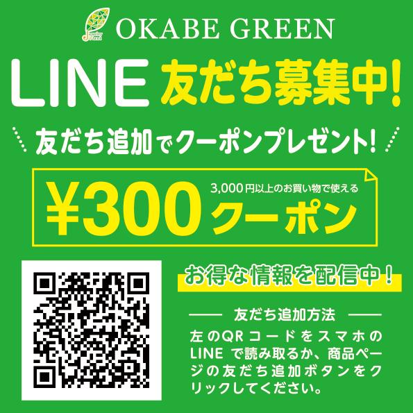 観葉植物 金のなる木 斑入り 大判 5号 白プラスチック鉢 黄金花月 成金