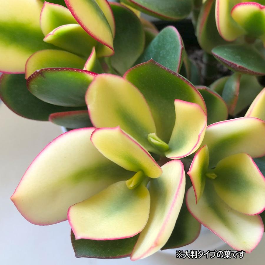観葉植物 金のなる木 斑入り 大判 5号 白プラ鉢 黄金花月 受皿付 成金草 花月 多肉植物 おしゃれ 開店祝い お祝い 誕生日 母の日 ...