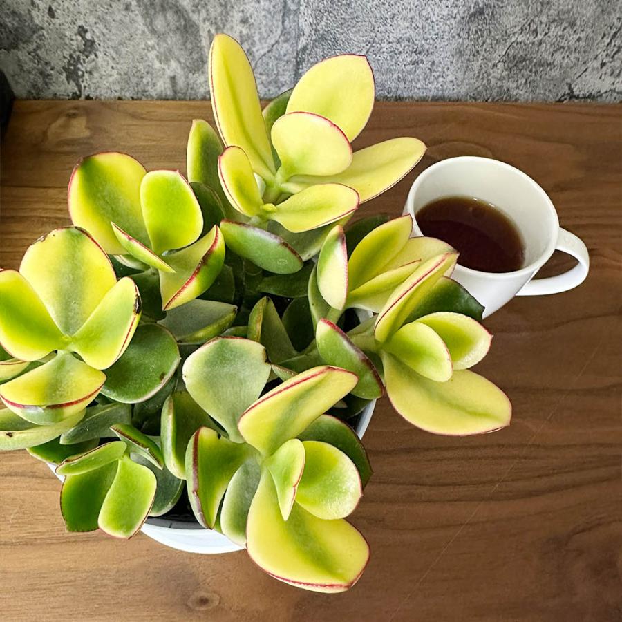 観葉植物 金のなる木 斑入り 大判 5号 白プラスチック鉢 黄金花月 成金