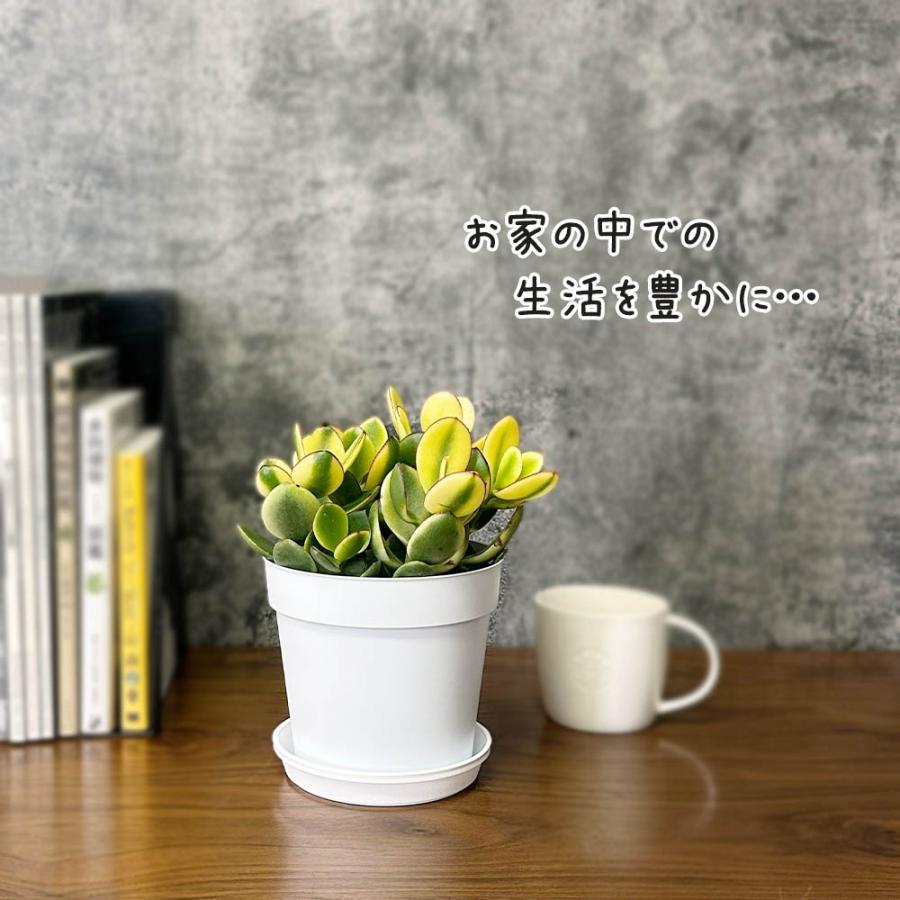 金のなる木✩大きめ 観葉植物 金のなる木 斑入り 大判 5号 白プラスチック鉢 黄金花月 成金