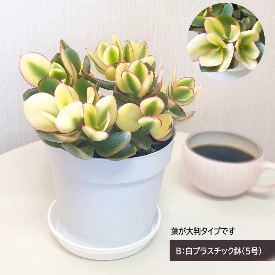 金の成る木☆70cmの大株 観葉植物 金のなる木 斑入り 大判 5号 白プラスチック鉢 黄金花月 成金