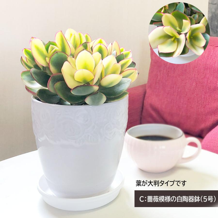 観葉植物 金のなる木 斑入り 大判 5号 白プラスチック鉢 黄金花月 成金