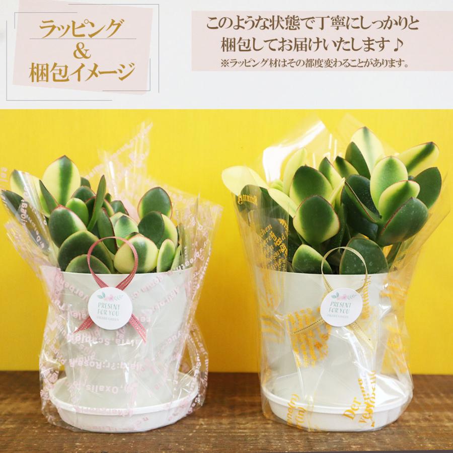 観葉植物 金のなる木 斑入り 大判 5号 白プラスチック鉢 黄金花
