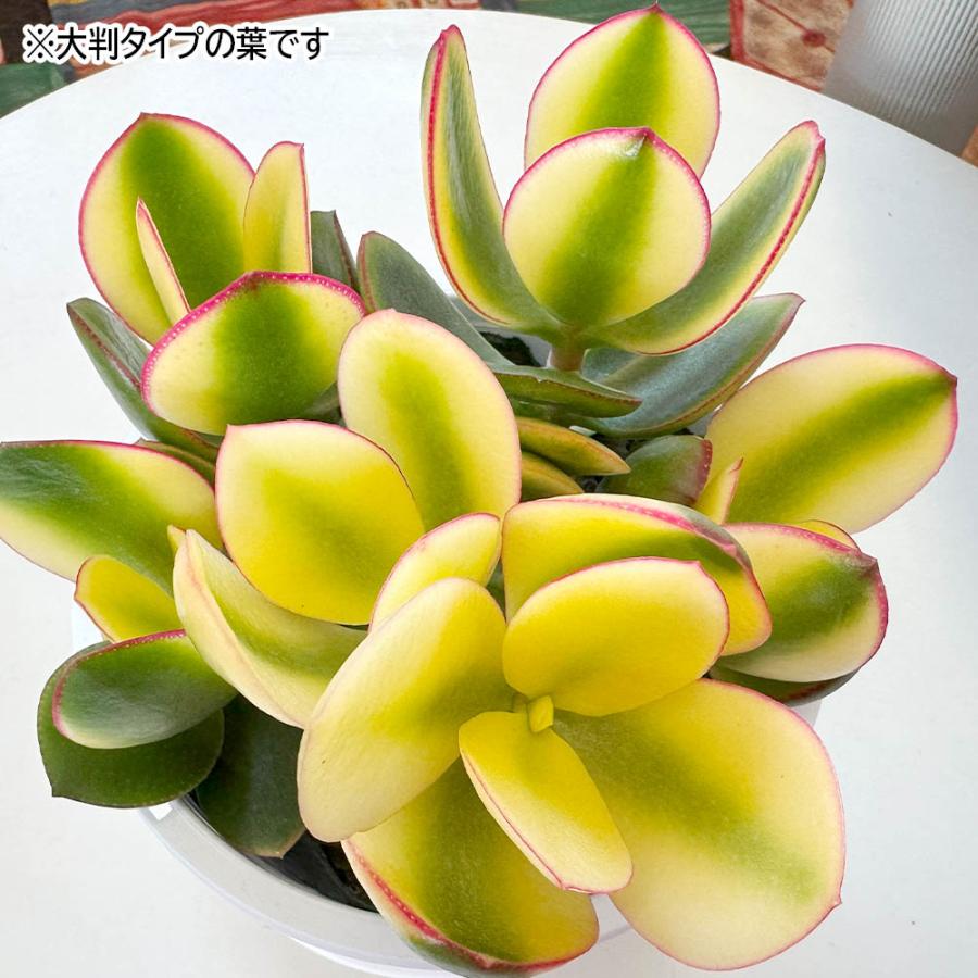 観葉植物 金のなる木 斑入り 大判 4号 白プラスチック鉢 黄金花月 成金