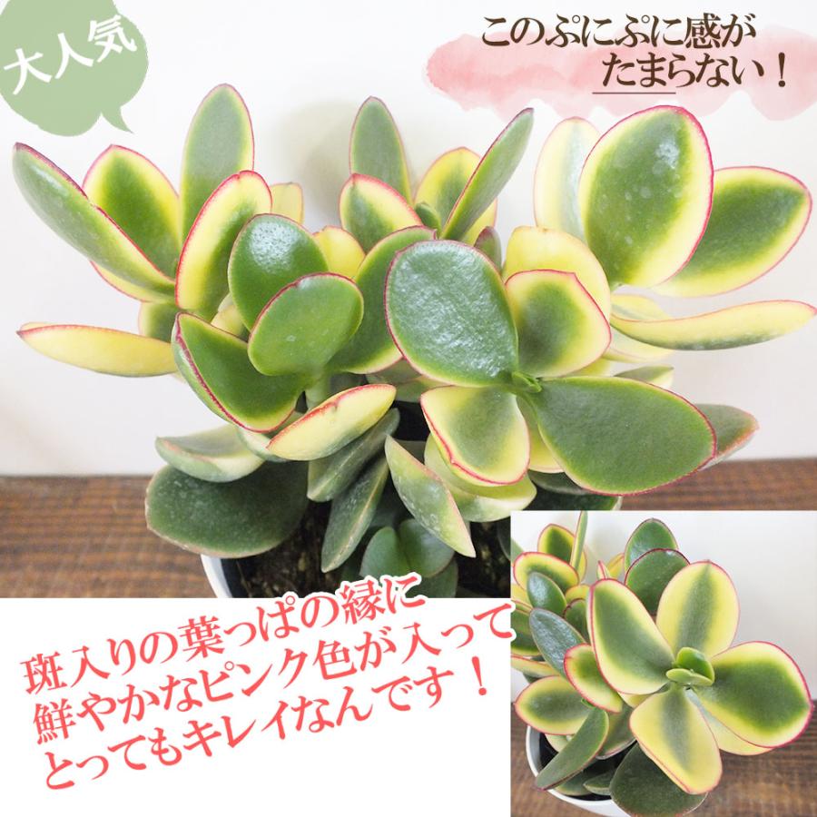 観葉植物 金のなる木 斑入り 大判 4号 白プラスチック鉢 黄金花月 成金