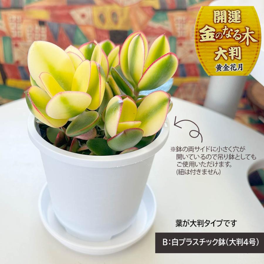 観葉植物 金のなる木 斑入り 大判 4号 白プラスチック鉢 黄金花月 成金