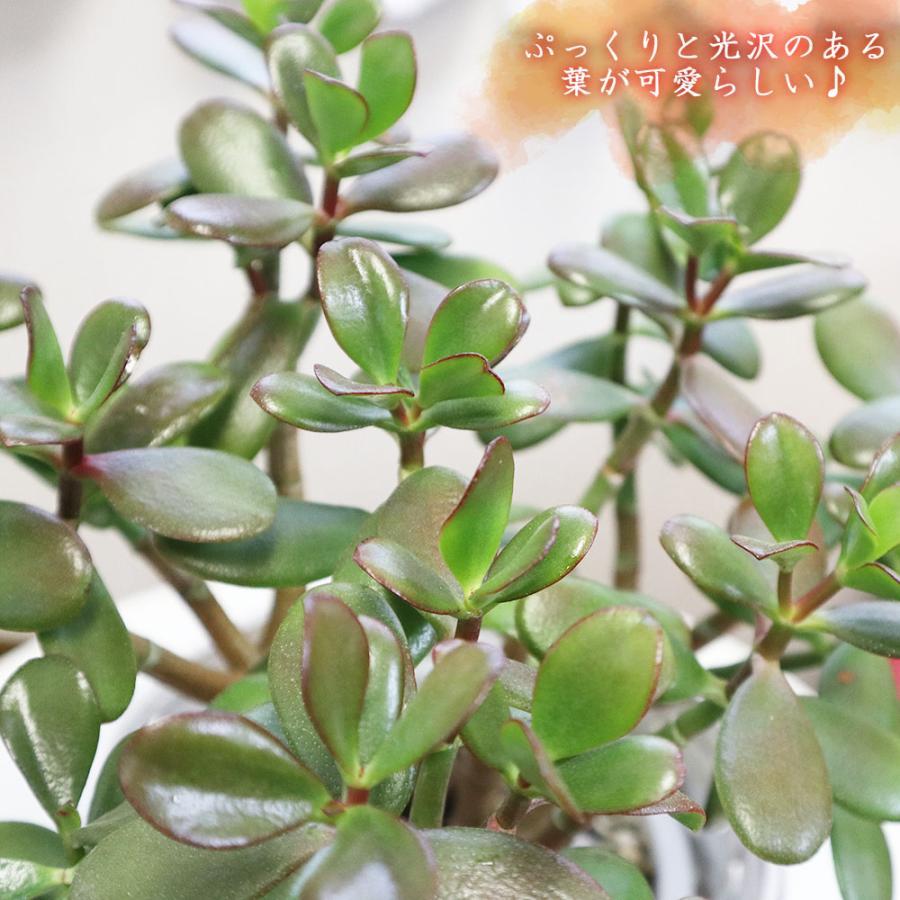 観葉植物 おしゃれ 金のなる木 5号 竹鉢カバー 白竹カバー PPライナー