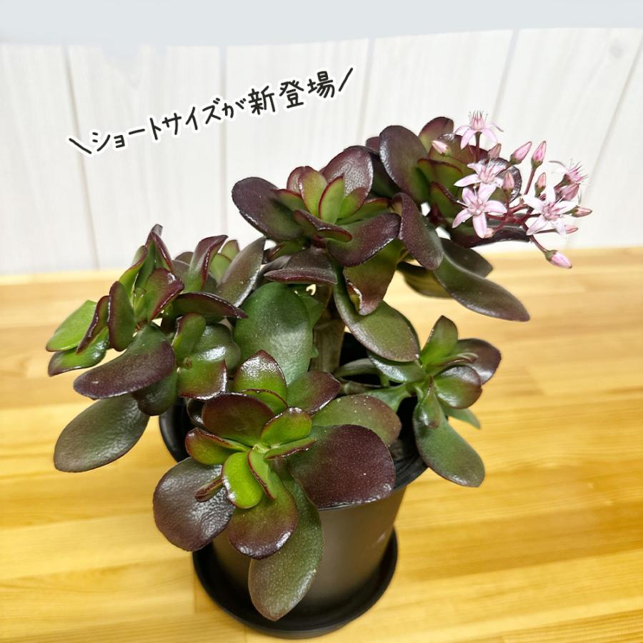 観葉植物 おしゃれ 金のなる木 4号 黒プラスチック鉢 成金草 桜花月