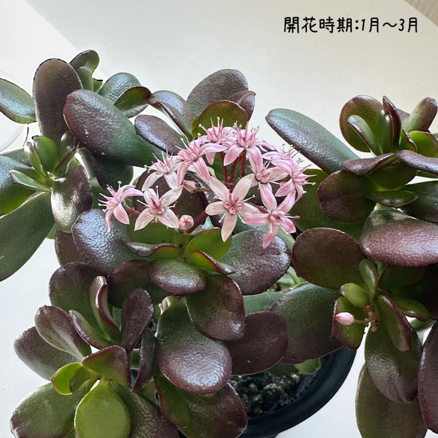 観葉植物 おしゃれ 金のなる木 4号 黒プラスチック鉢 成金草 桜花月