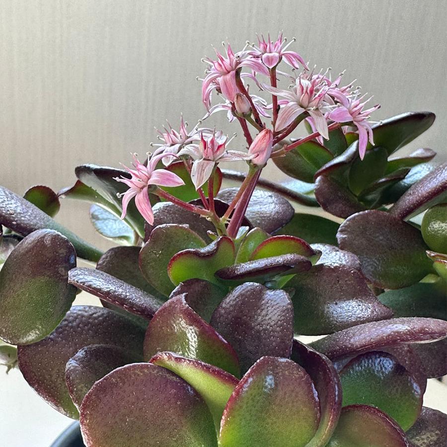 観葉植物 おしゃれ 金のなる木 4号 黒プラスチック鉢 成金草 桜花月