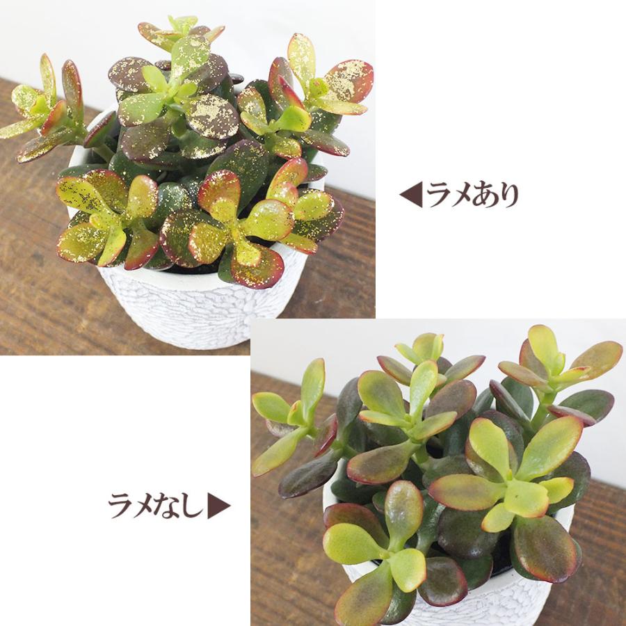 金のなる木 6号 選べる白黒陶器鉢 受皿付 成金草 花月 多肉植物 観葉植物 おしゃれ プレゼント ギフト 風水 種類一覧 鉢植え 敬老の日 Kk 41 O Okabe Green Jewery Plant 通販 Yahoo ショッピング