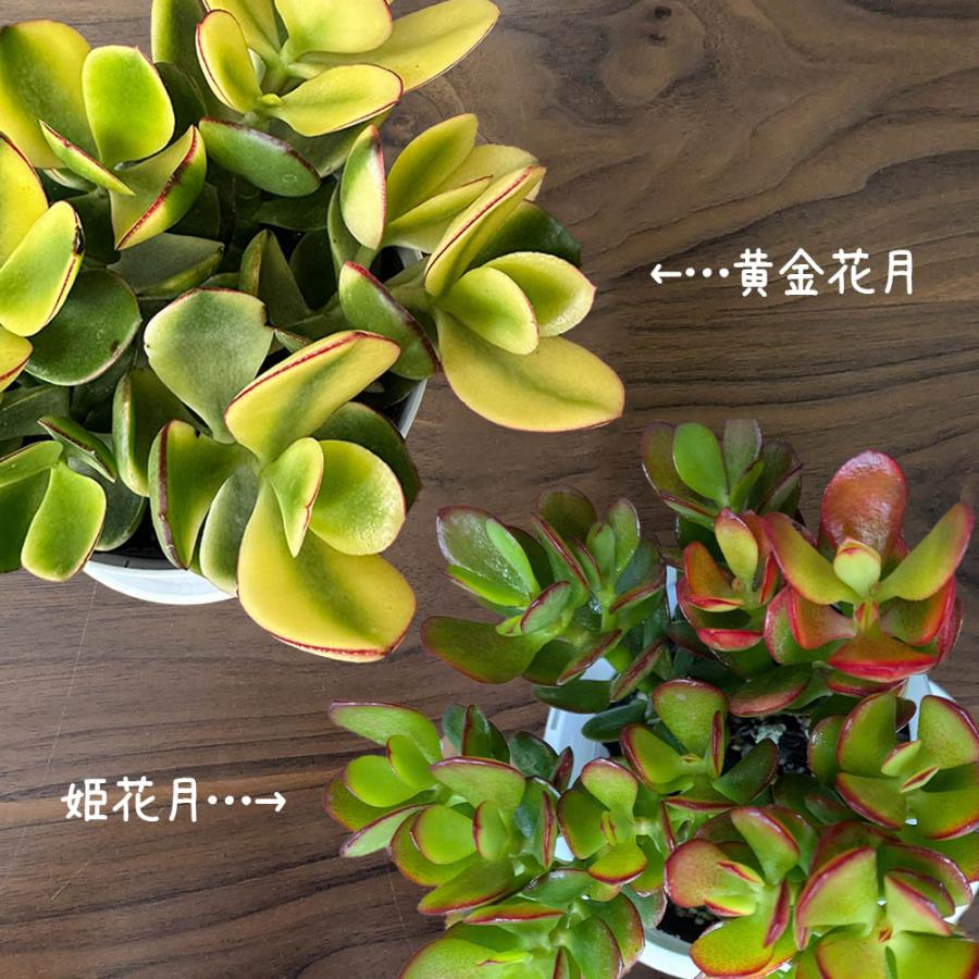 観葉植物 種類 室内 金のなる木 斑入り 白プラスチック鉢 4号 黄金花月