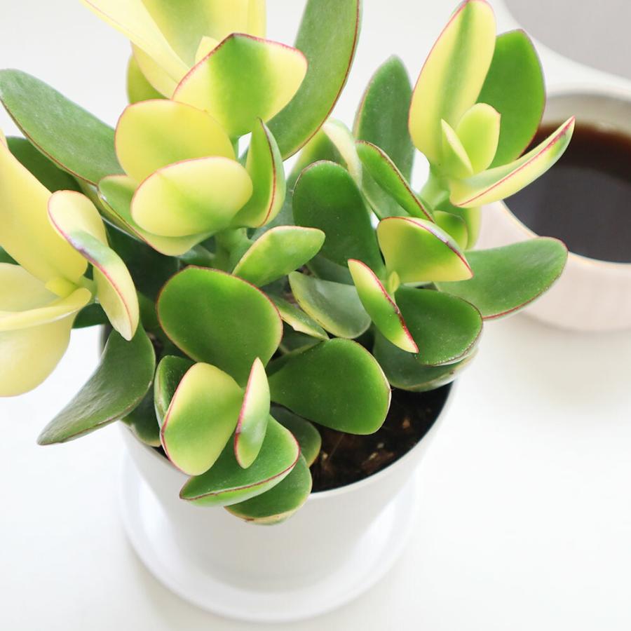 観葉植物 種類 室内 金のなる木 斑入り 白プラスチック鉢 4号 黄金花月