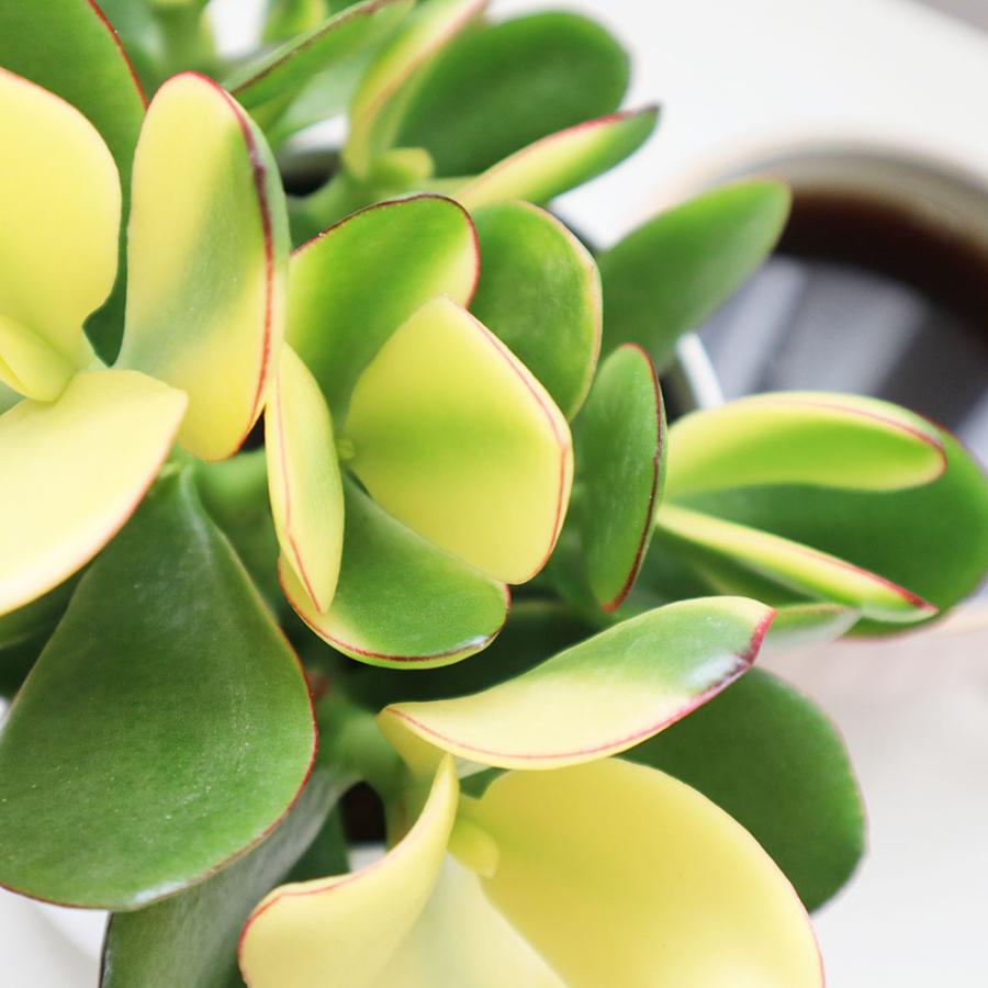 観葉植物 種類 室内 金のなる木 斑入り 白プラスチック鉢 4号 黄金花月