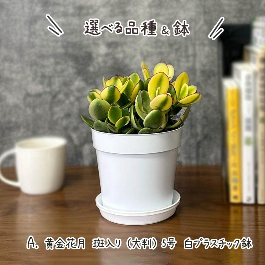 観葉植物 種類 室内 金のなる木 斑入り 白プラスチック鉢 4号 黄金花月